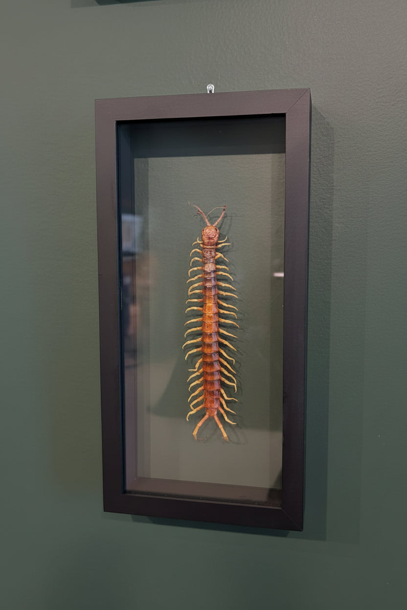 Mounted &amp; Framed Giant Centipede