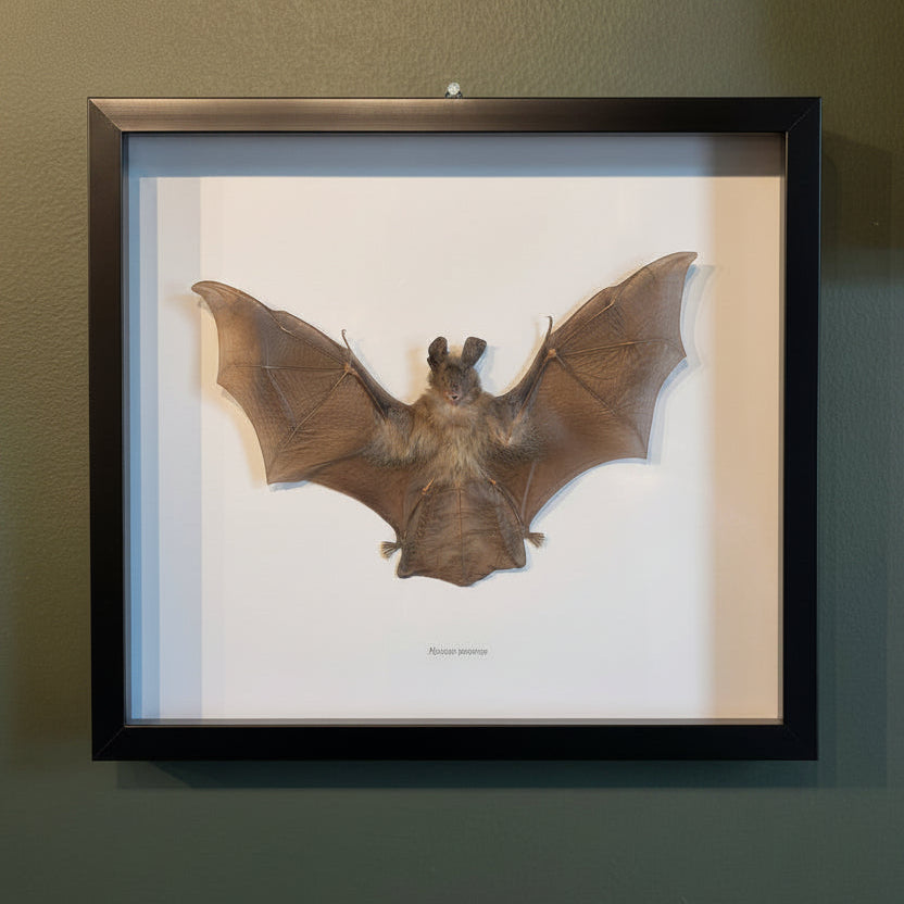 Mounted & Framed Javan Slit-faced Bat (N. javanica)