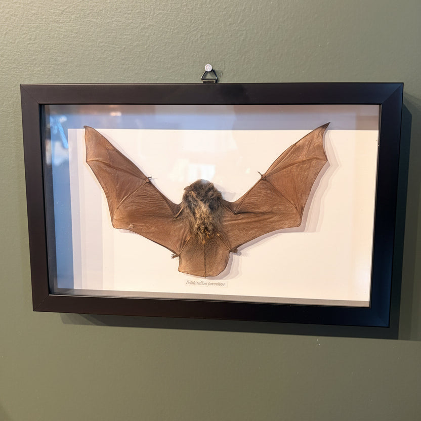 Mounted &amp; Framed Javan Pipistrelle Bat (P. javanicus)