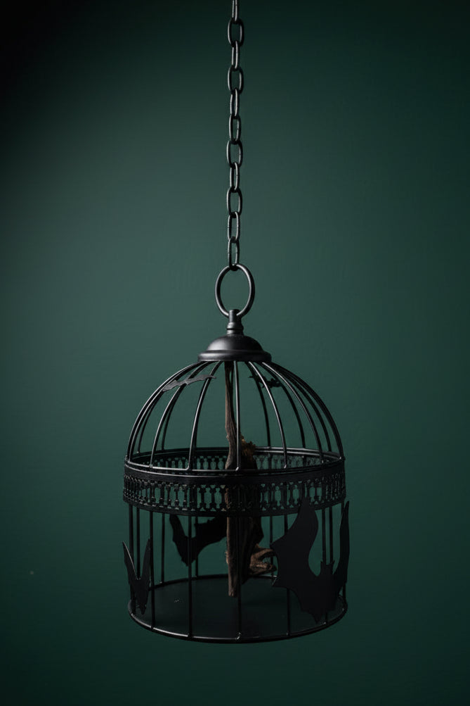 Hanging Bat in Cage - Taxidermy