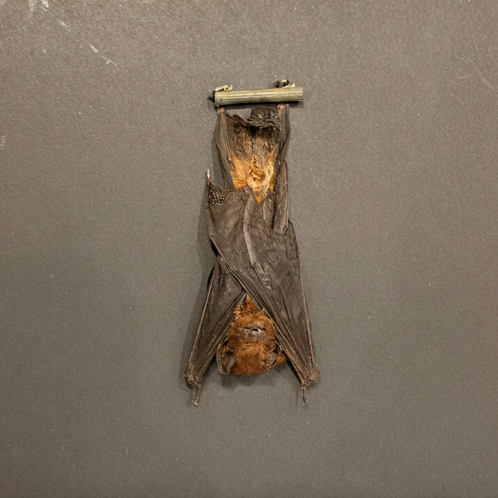 Mounted & Framed Hanging Bat