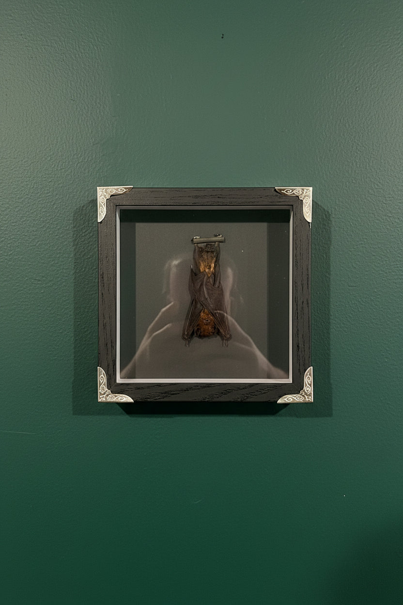 Mounted &amp; Framed Hanging Bat