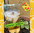 Summer Solstice, Herbal Seasonal Tea