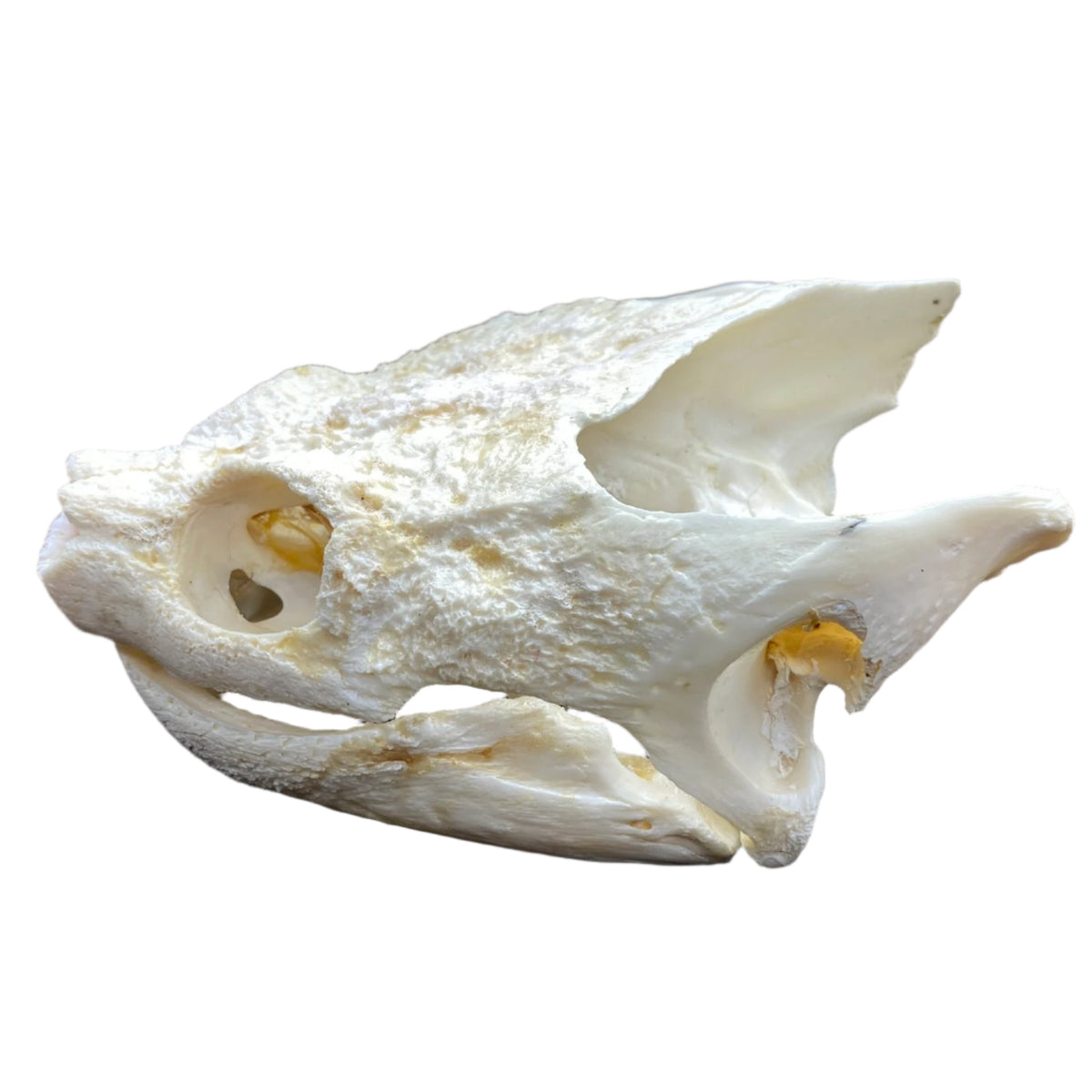 Turtle Skull