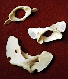Animal Vertebrae