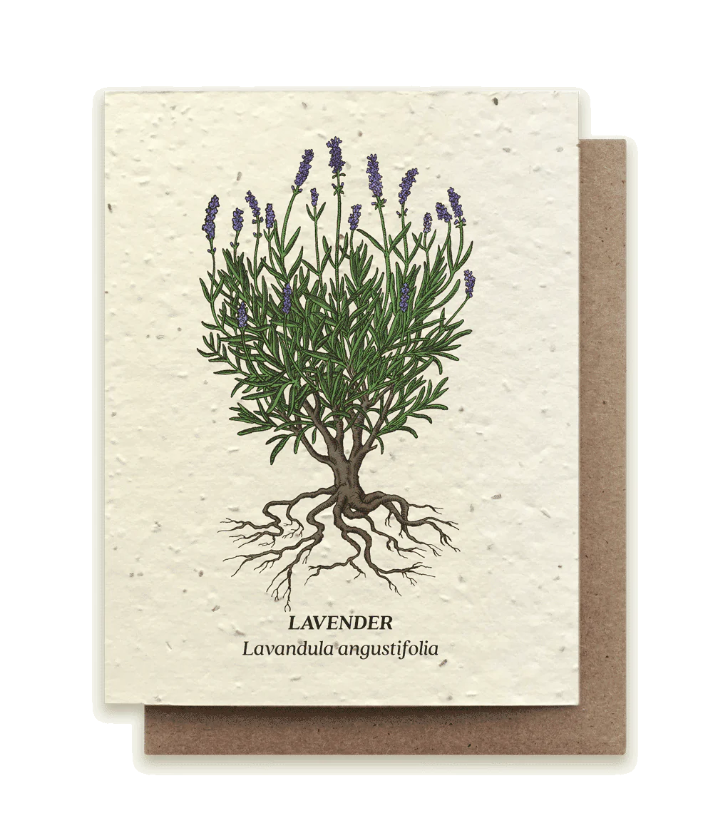 Plantable Seed Card - Lavender bundle