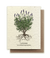 Plantable Seed Card - Lavender bundle
