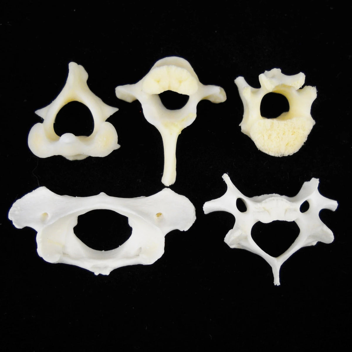 Animal Vertebrae