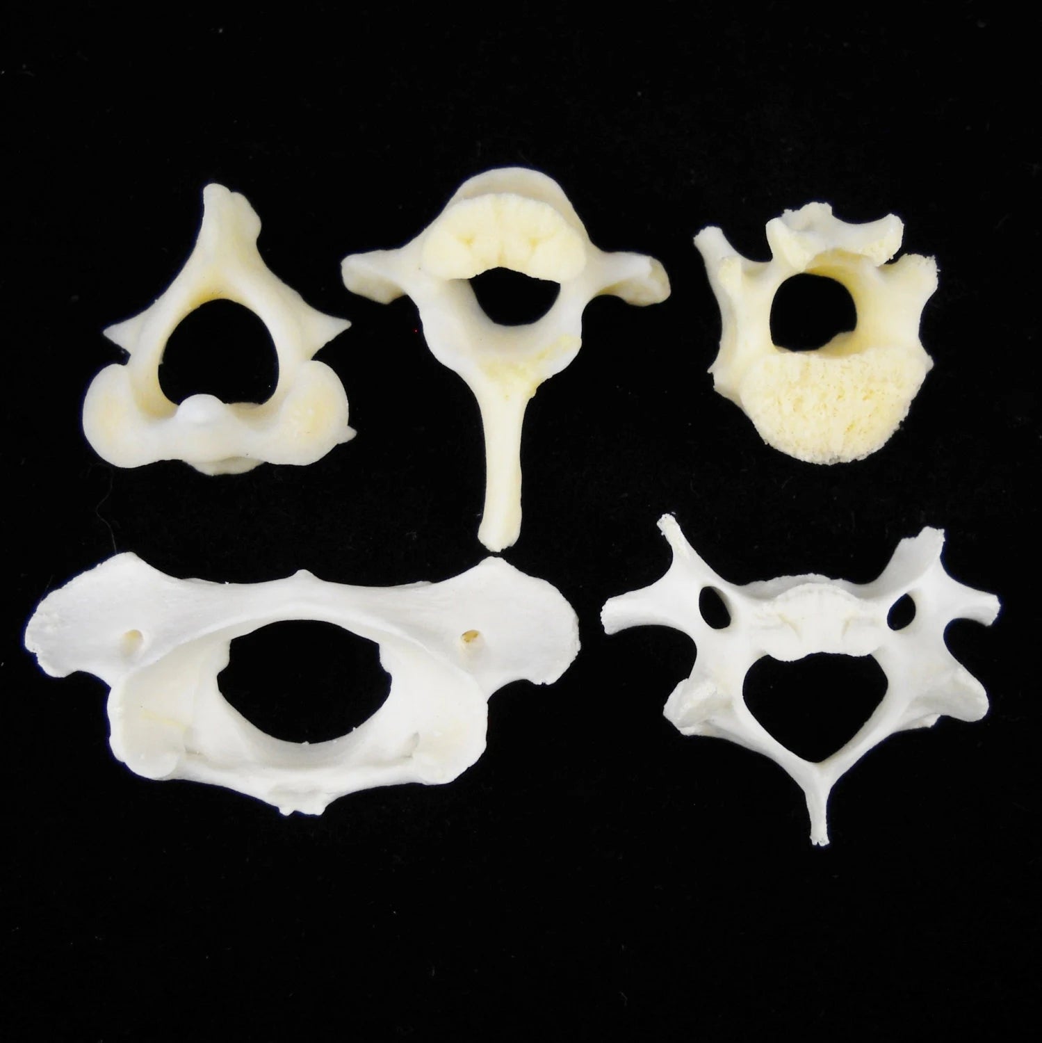 Animal Vertebrae