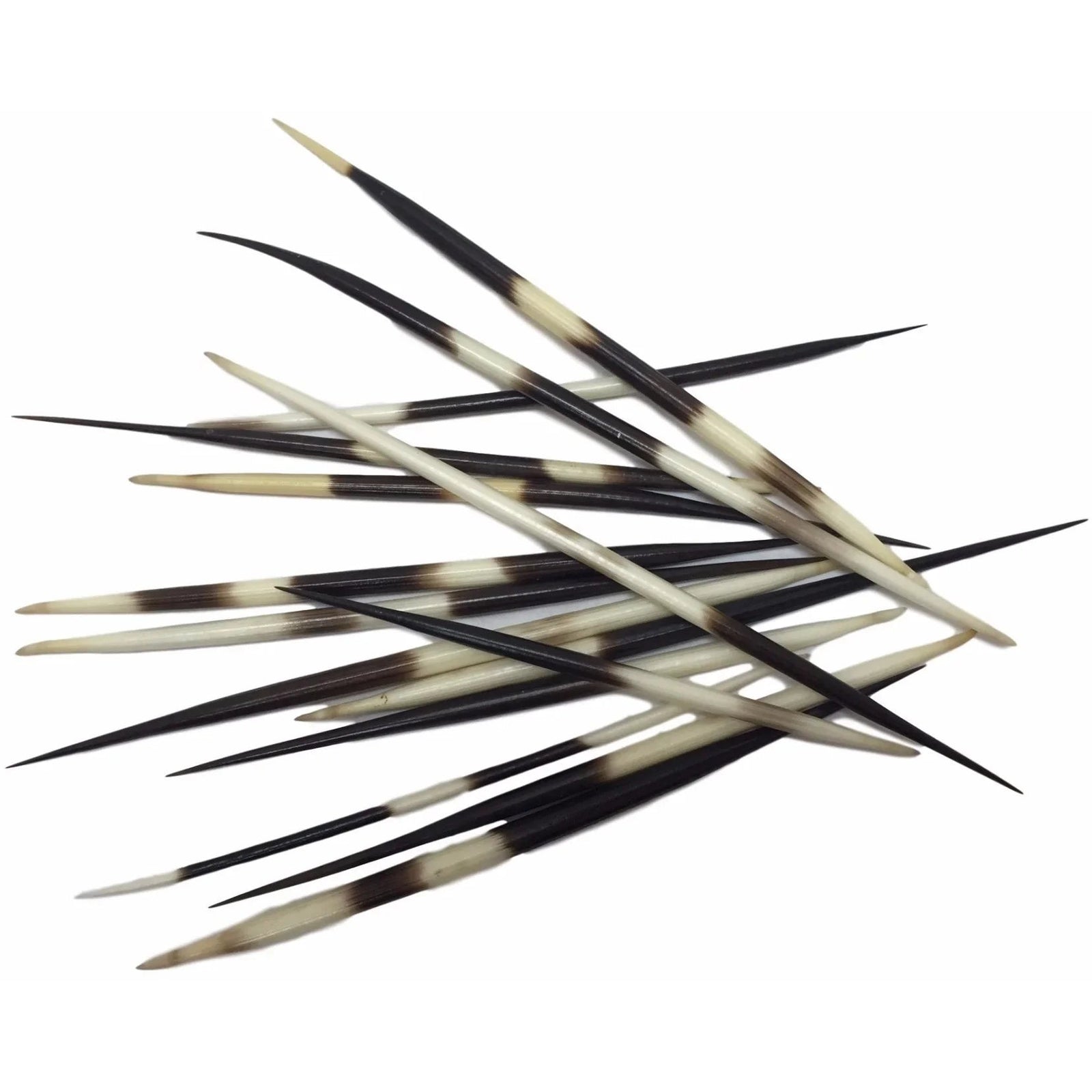 Porcupine Quill