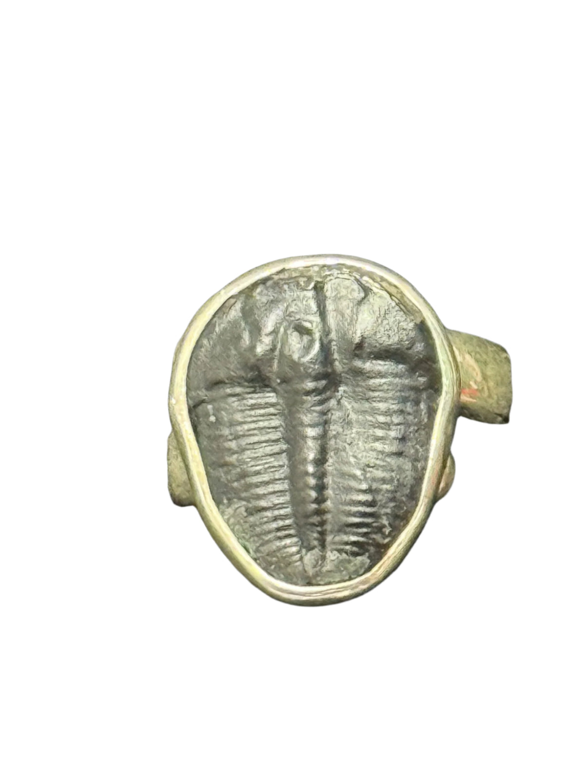 Trilobite Fossil Sterling Silver Ring  Adjustable