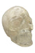 Crystal Skull Quartz