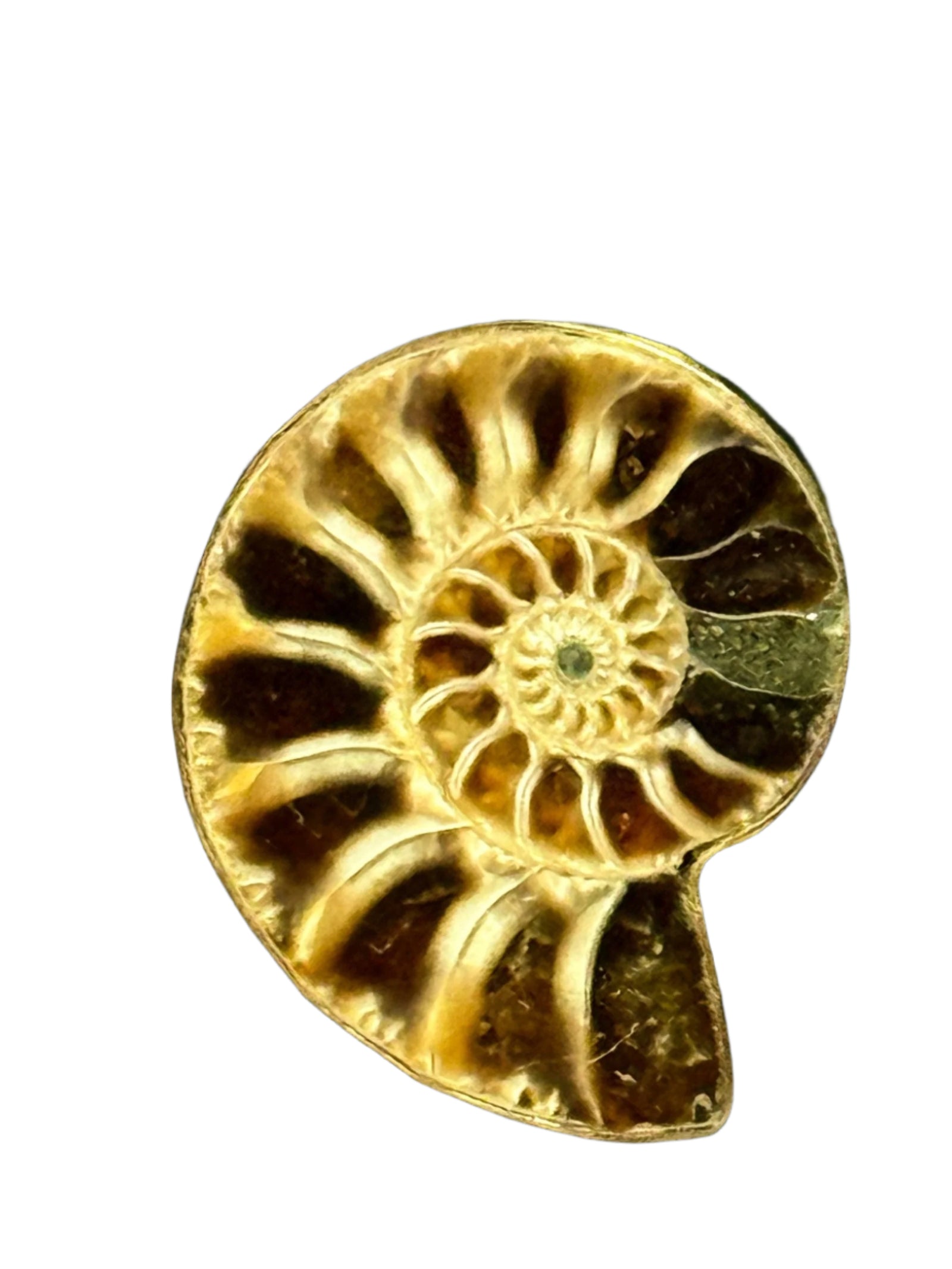 Ammonite Alchemia Gold Ring Adjustable