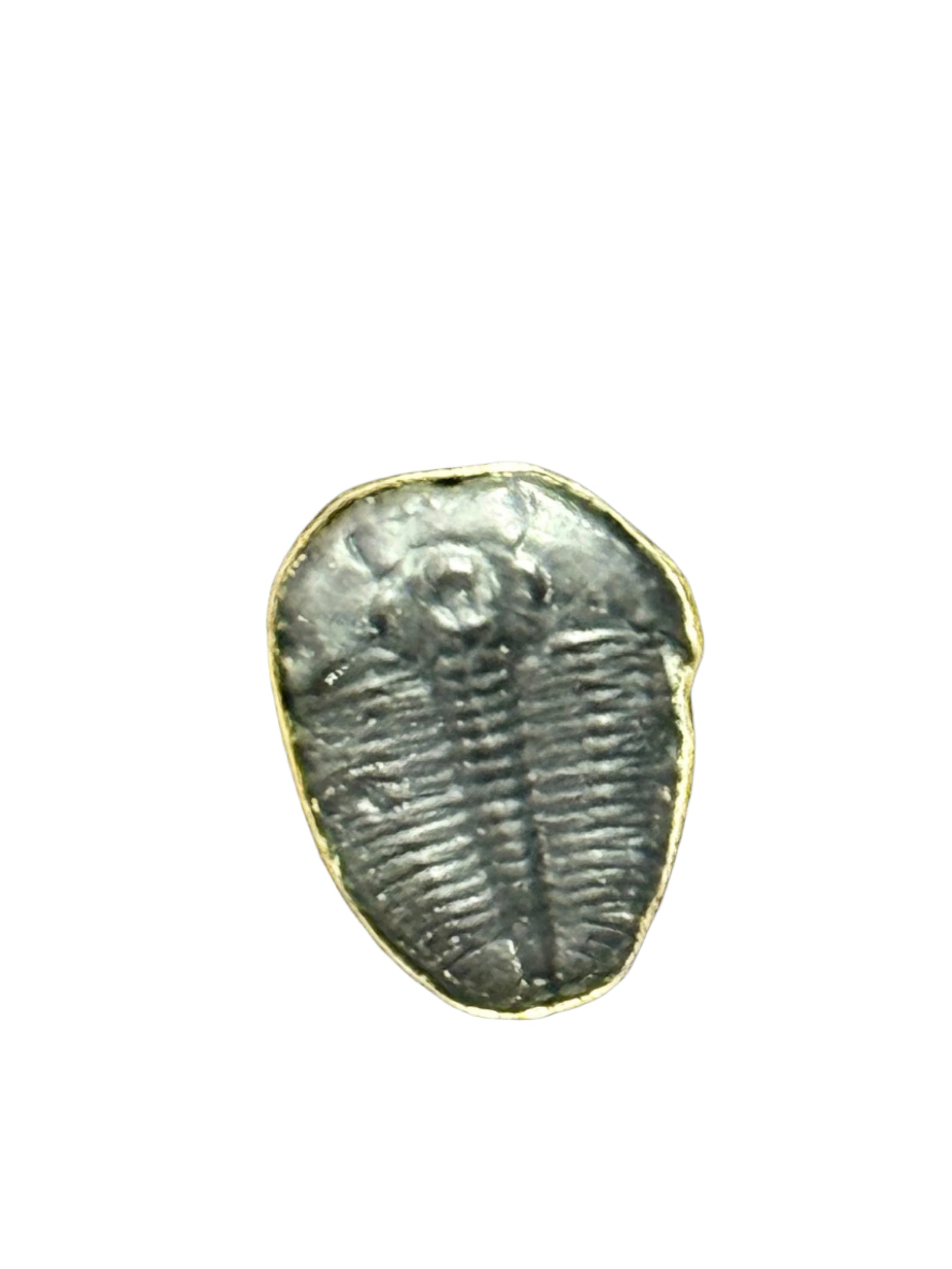 Trilobite Alchemia Gold Ring