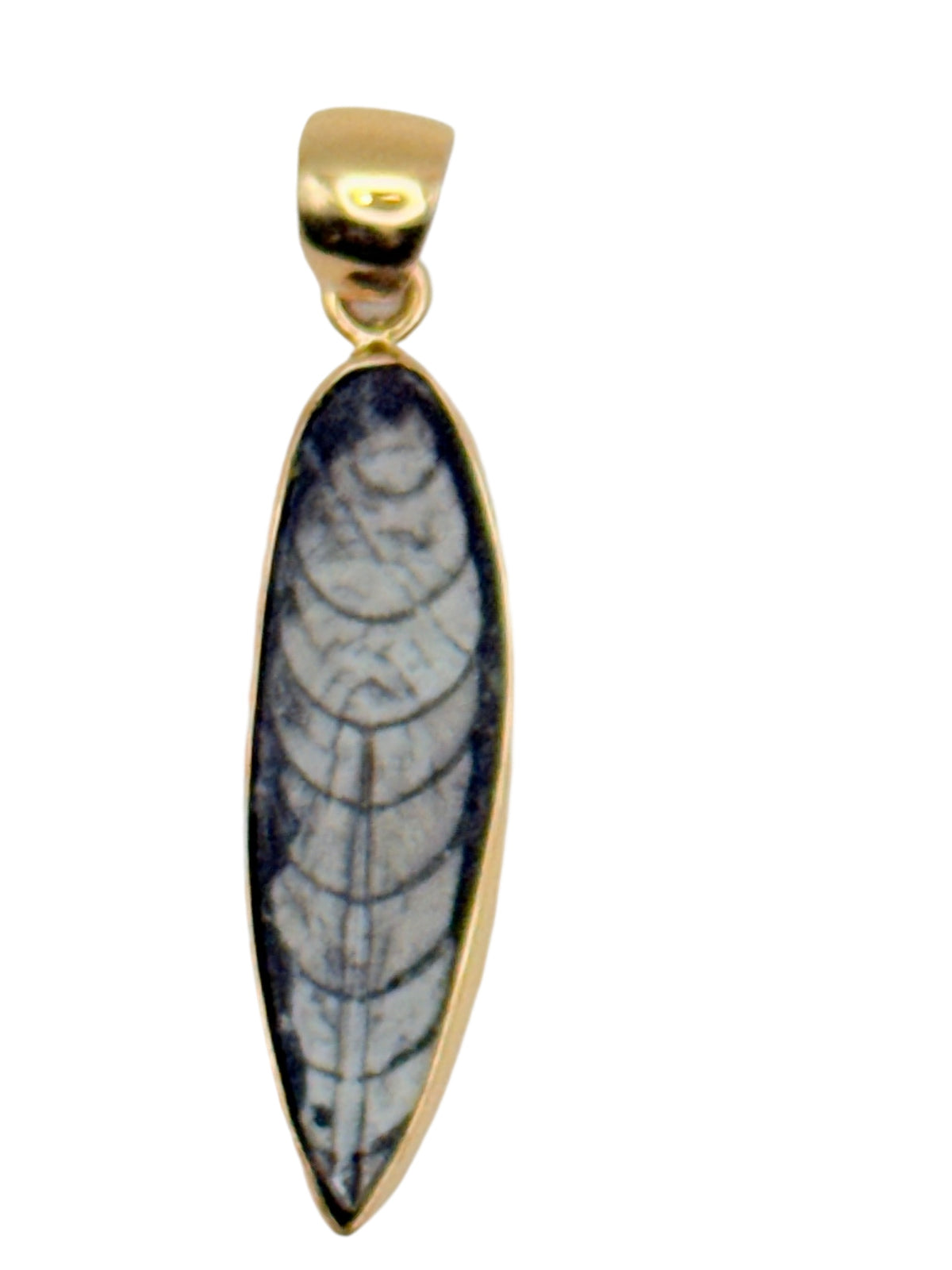 Alchemia Gold Orthoceras Fossil Pendant