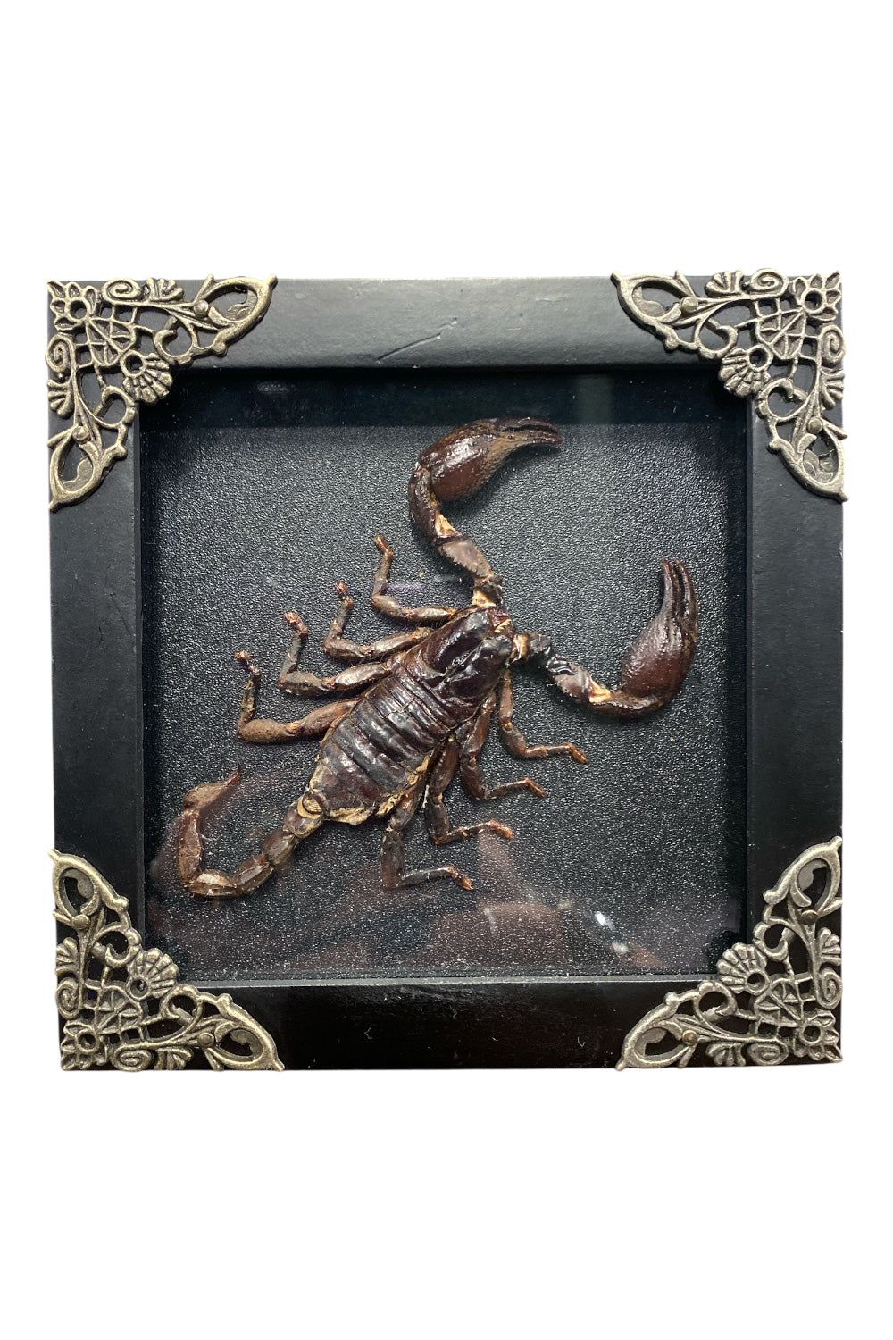 Mounted & Framed Scorpion