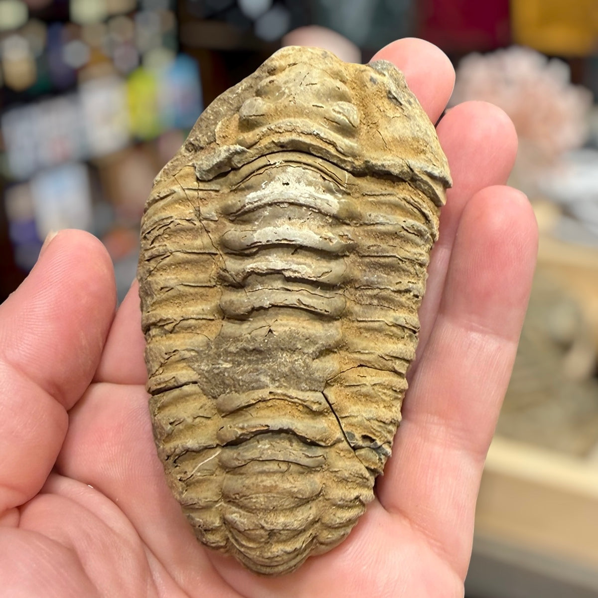 Rough Trilobite Fossil