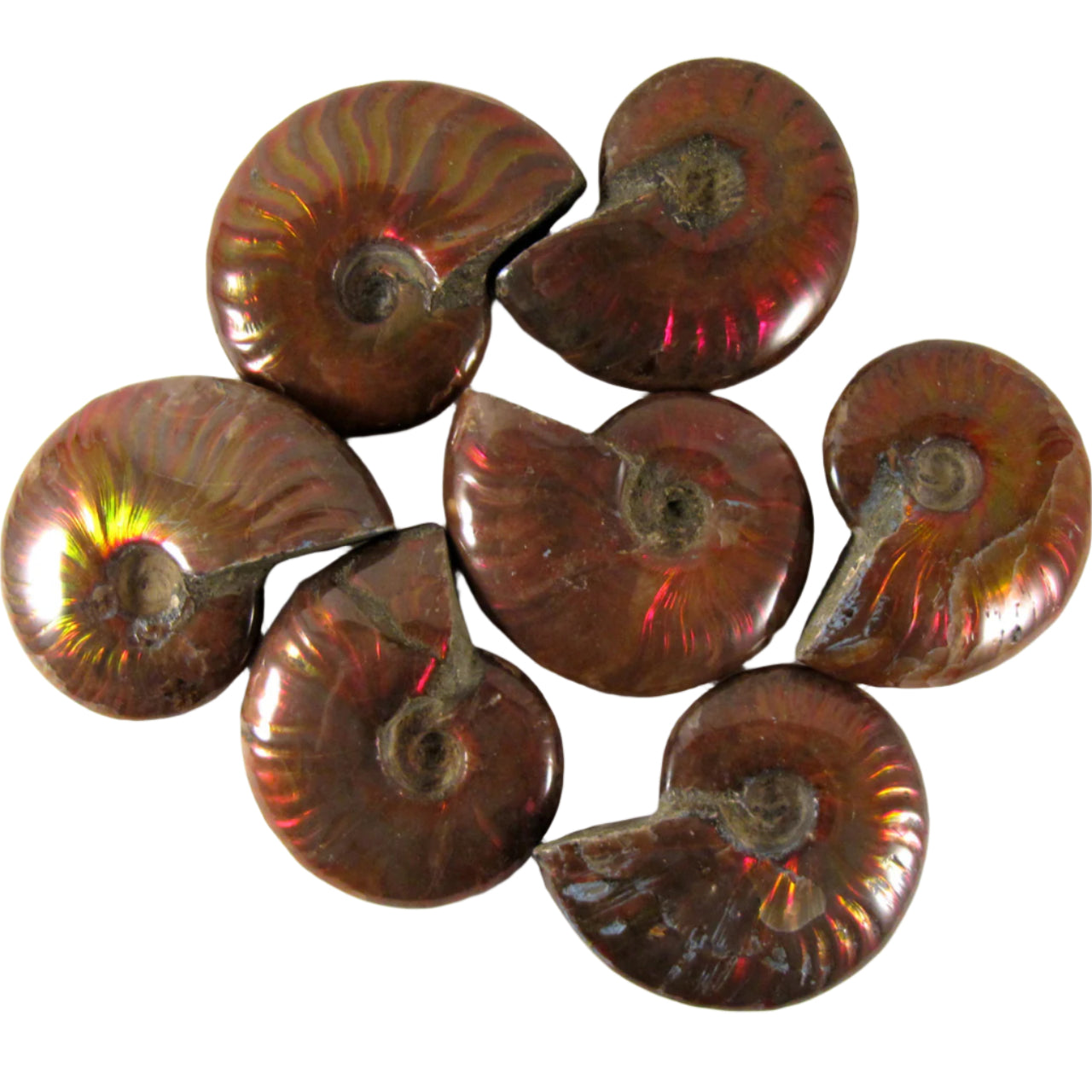 Ammonite Red Flash