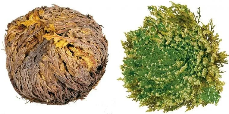Rose of Jericho