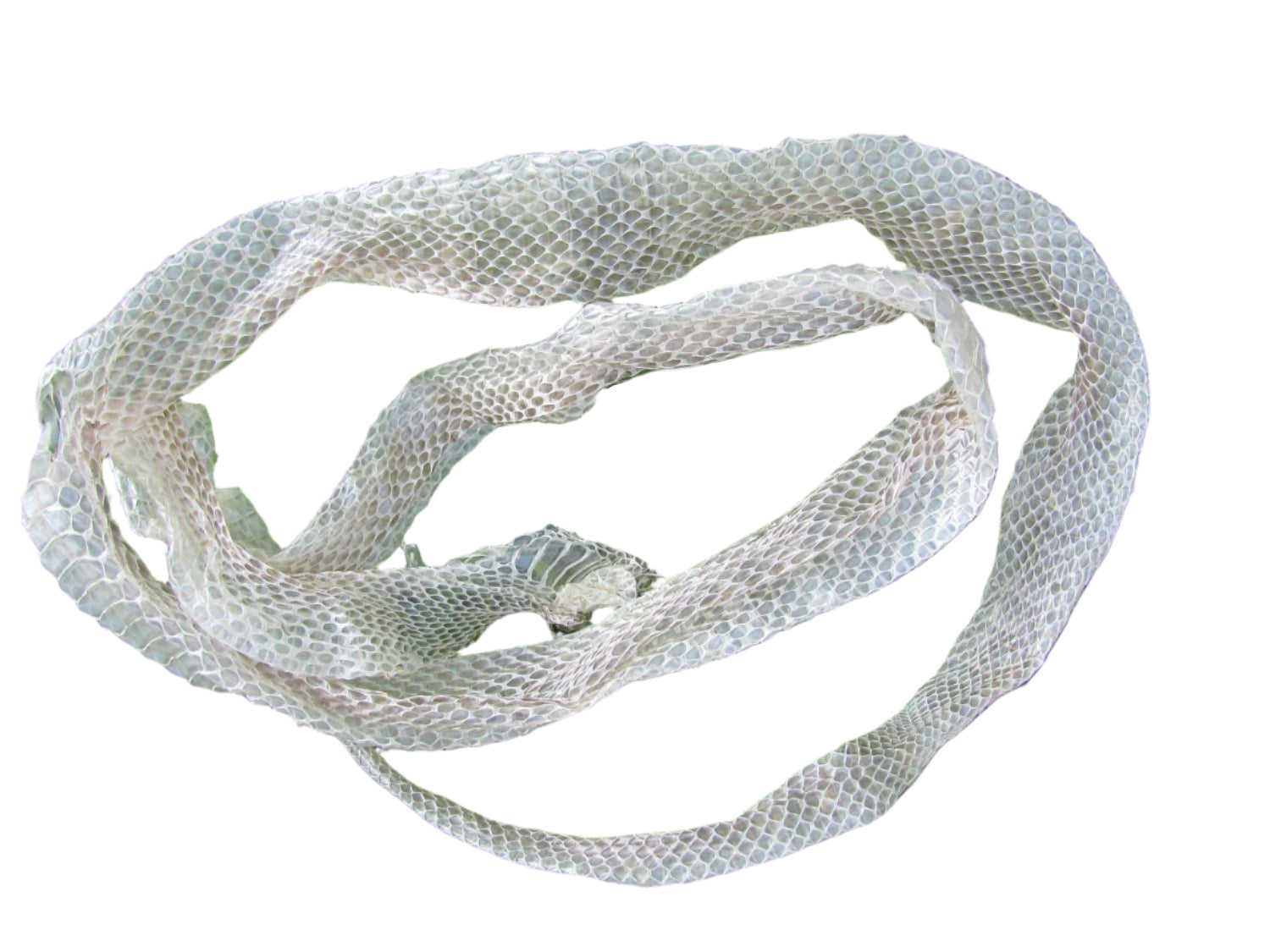 Snake Skin (SW)