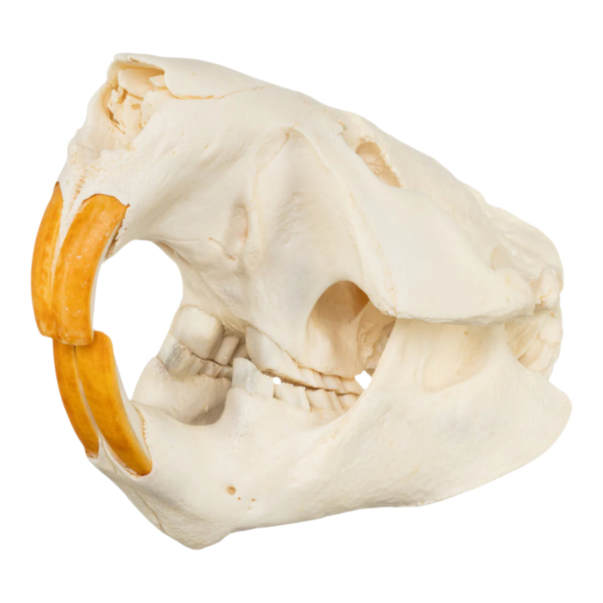 Beaver Skull