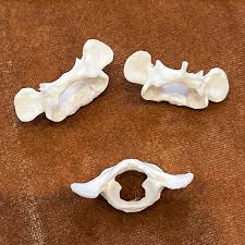 Animal Vertebrae