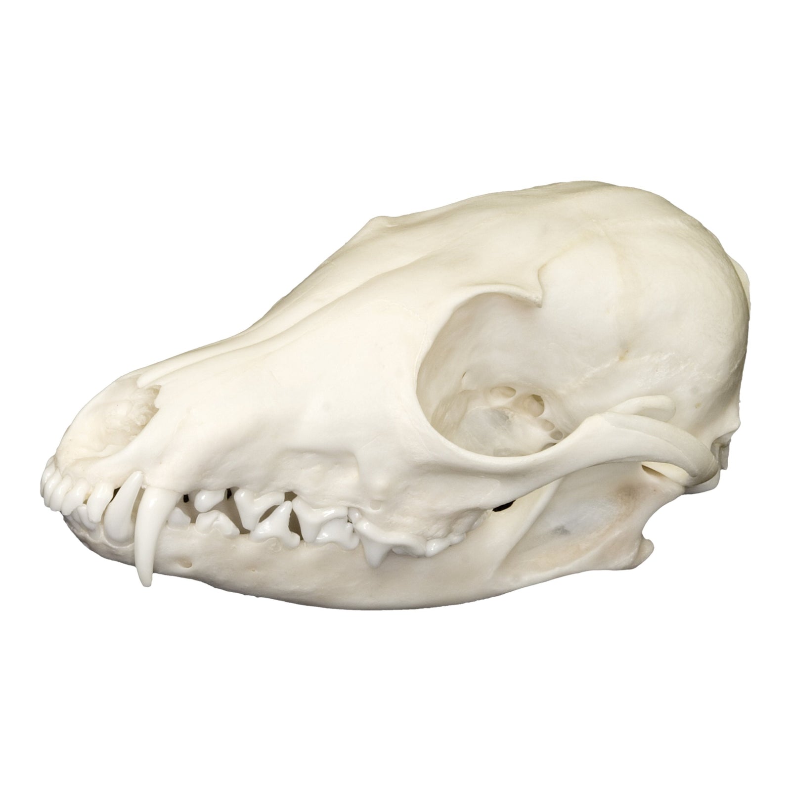 Fox Skull