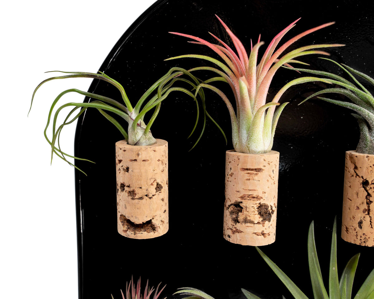 Air Plant