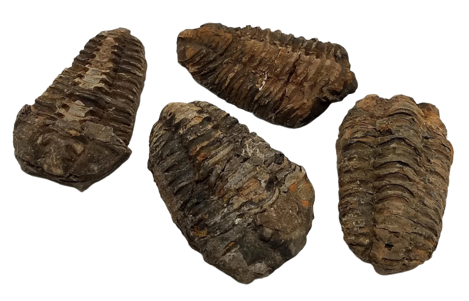 Rough Trilobite Fossil