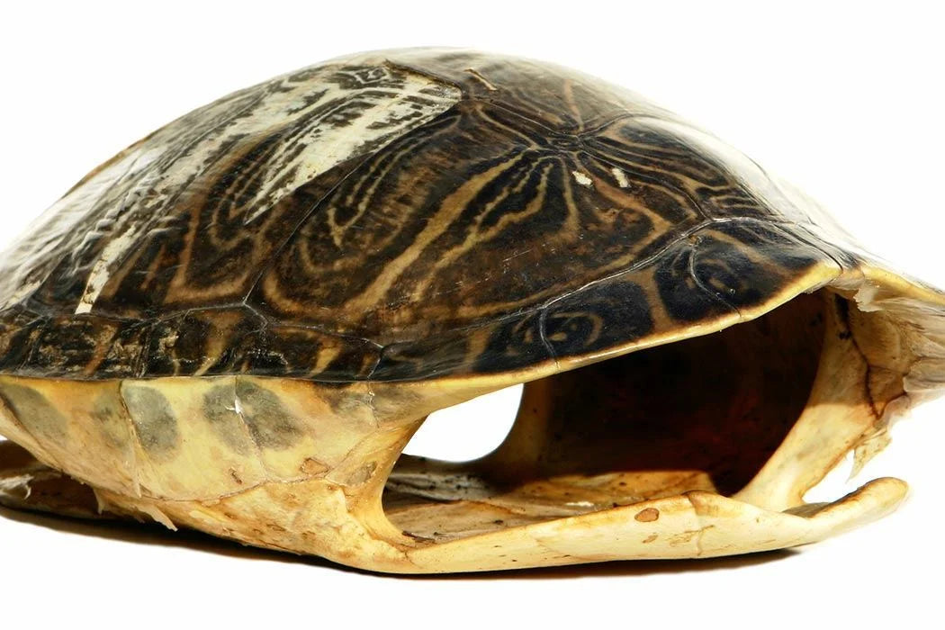 Turtle Carapace