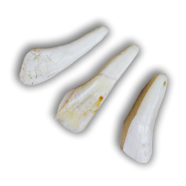 Buffalo Tooth