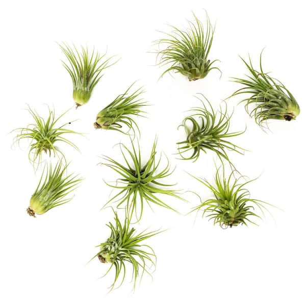Air Plant