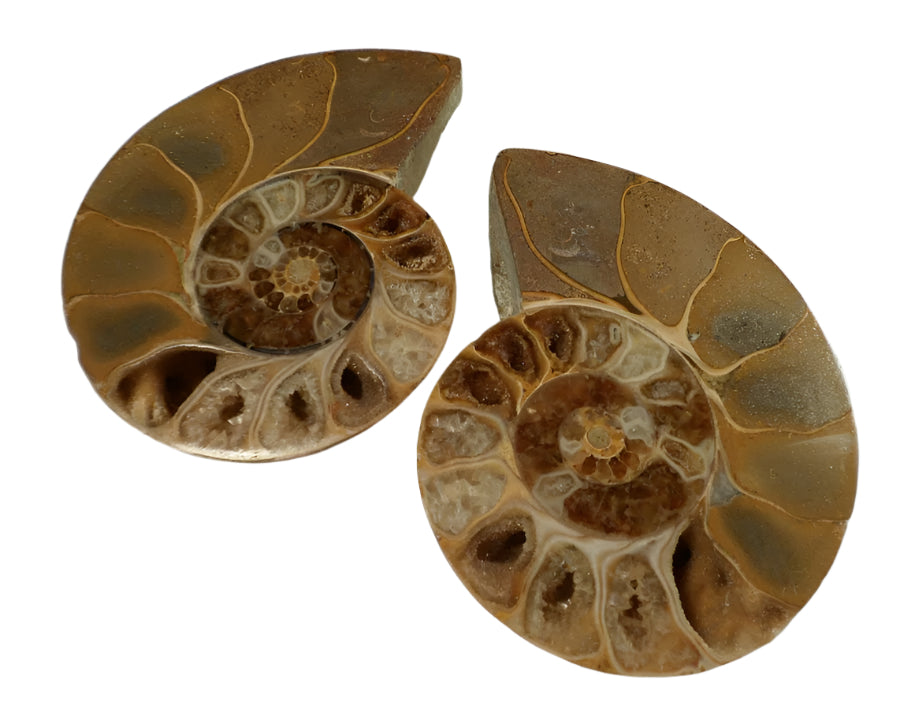 Ammonite Half