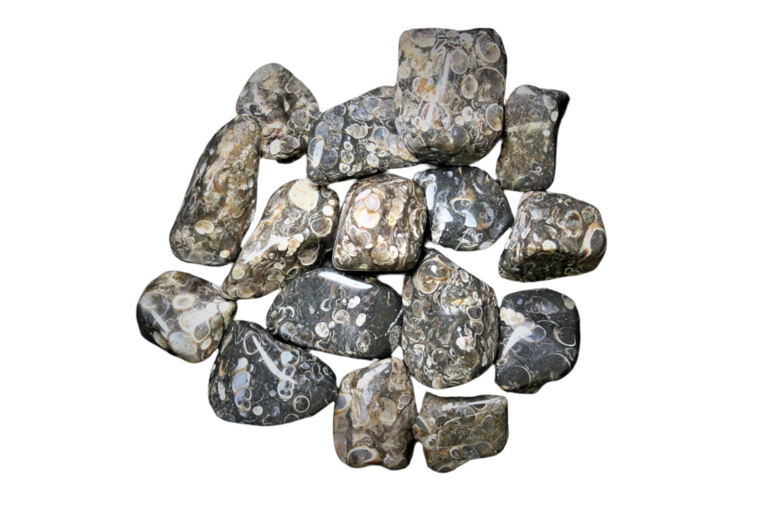 Turritella Agate Tumbled