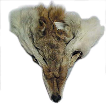 Coyote Face (pelt)