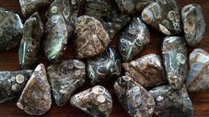 Turritella Agate Tumbled