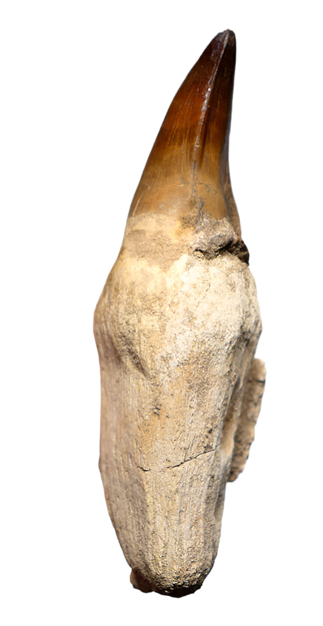 Mosasaur Tooth in Rebuilt Root