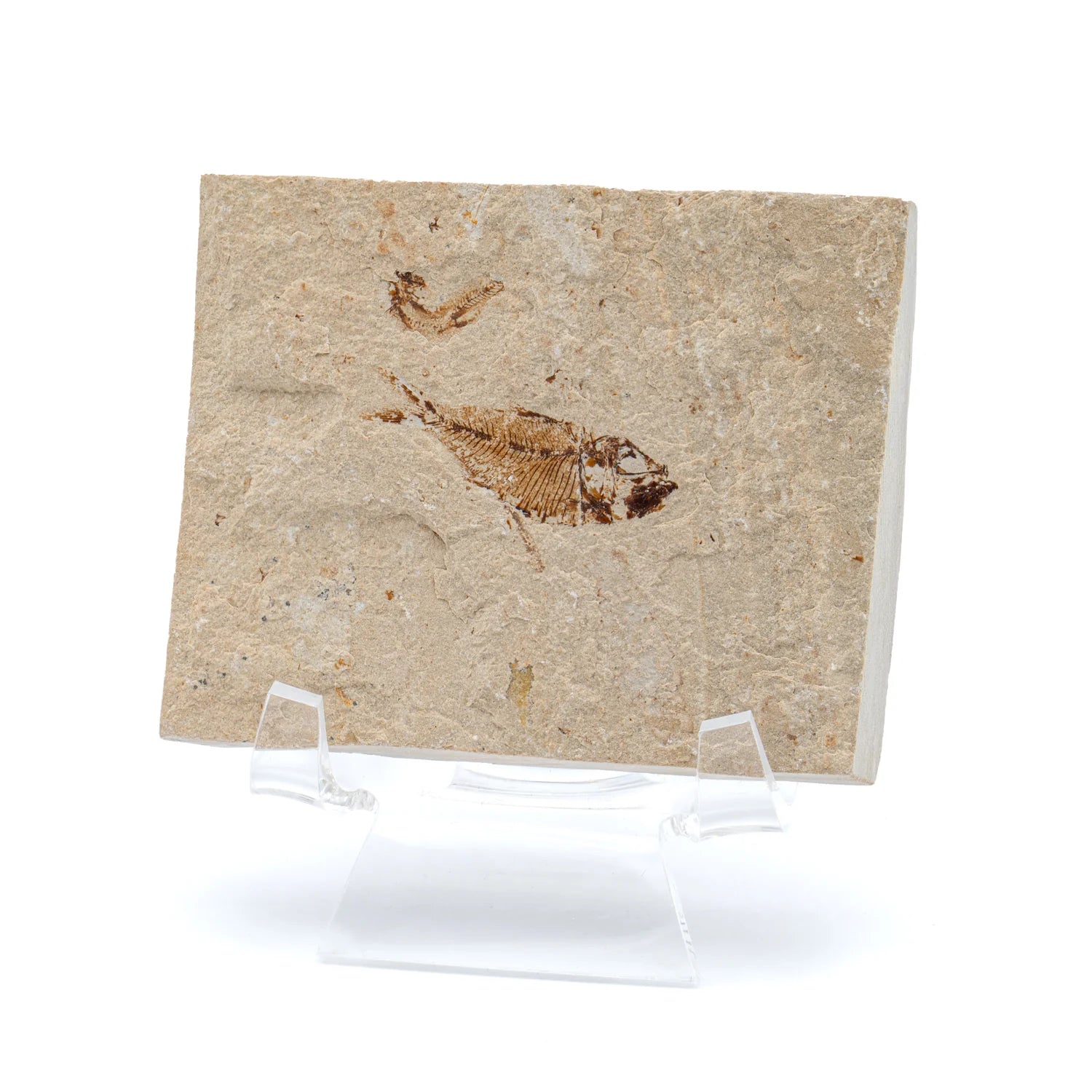 Fish Fossil in Frames