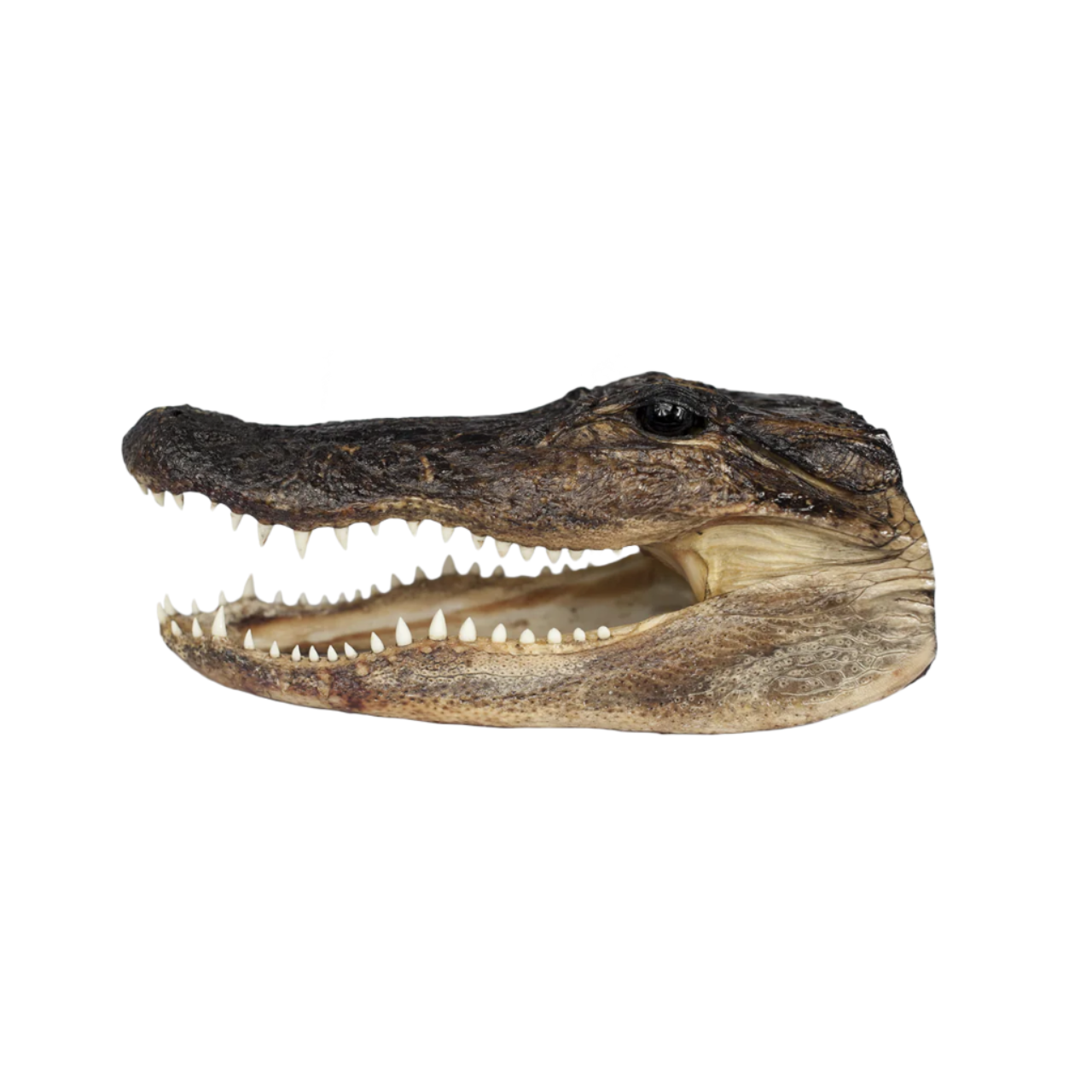 Alligator Head