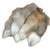 Fox Tail