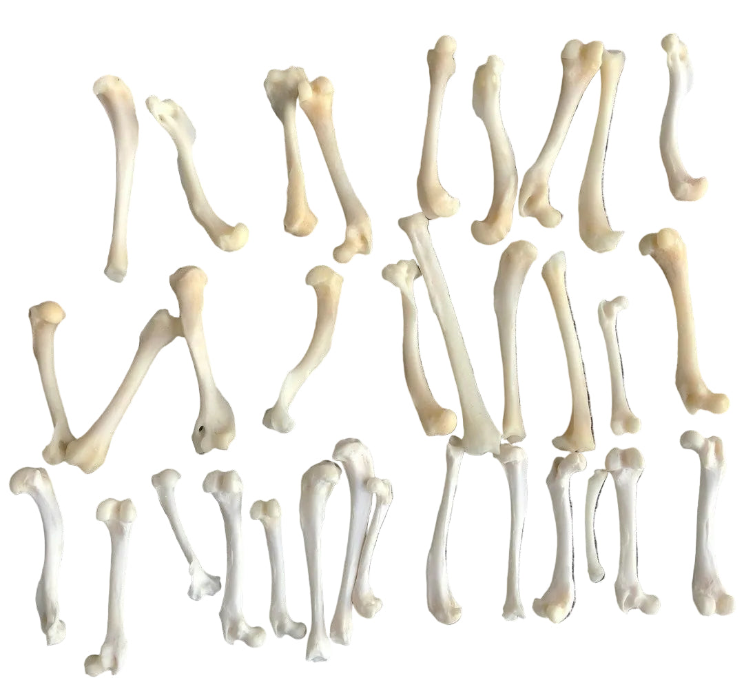 Miscellaneous Small Bones