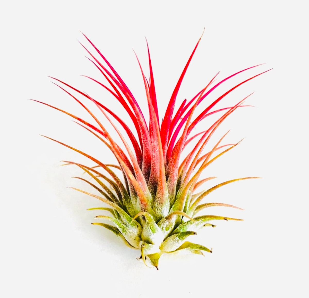 Air Plant