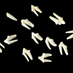 Fox Molar