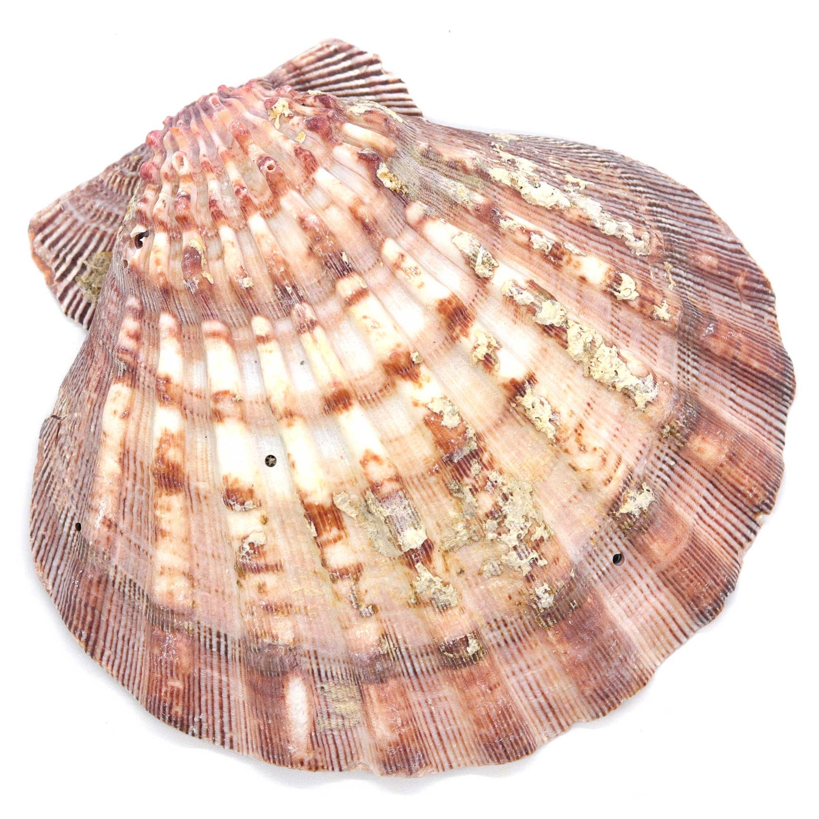 Lions Paw Shell