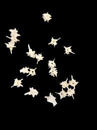 Rattlesnake Vertebrae