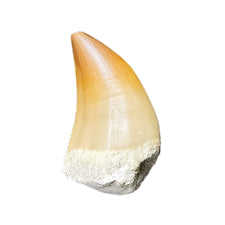 Mosasaur Tooth Fossil