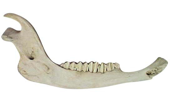 Water Buffalo Jaw Bone