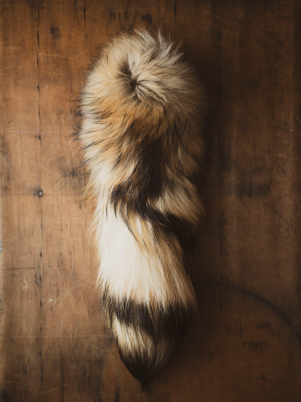Tanuki Tail