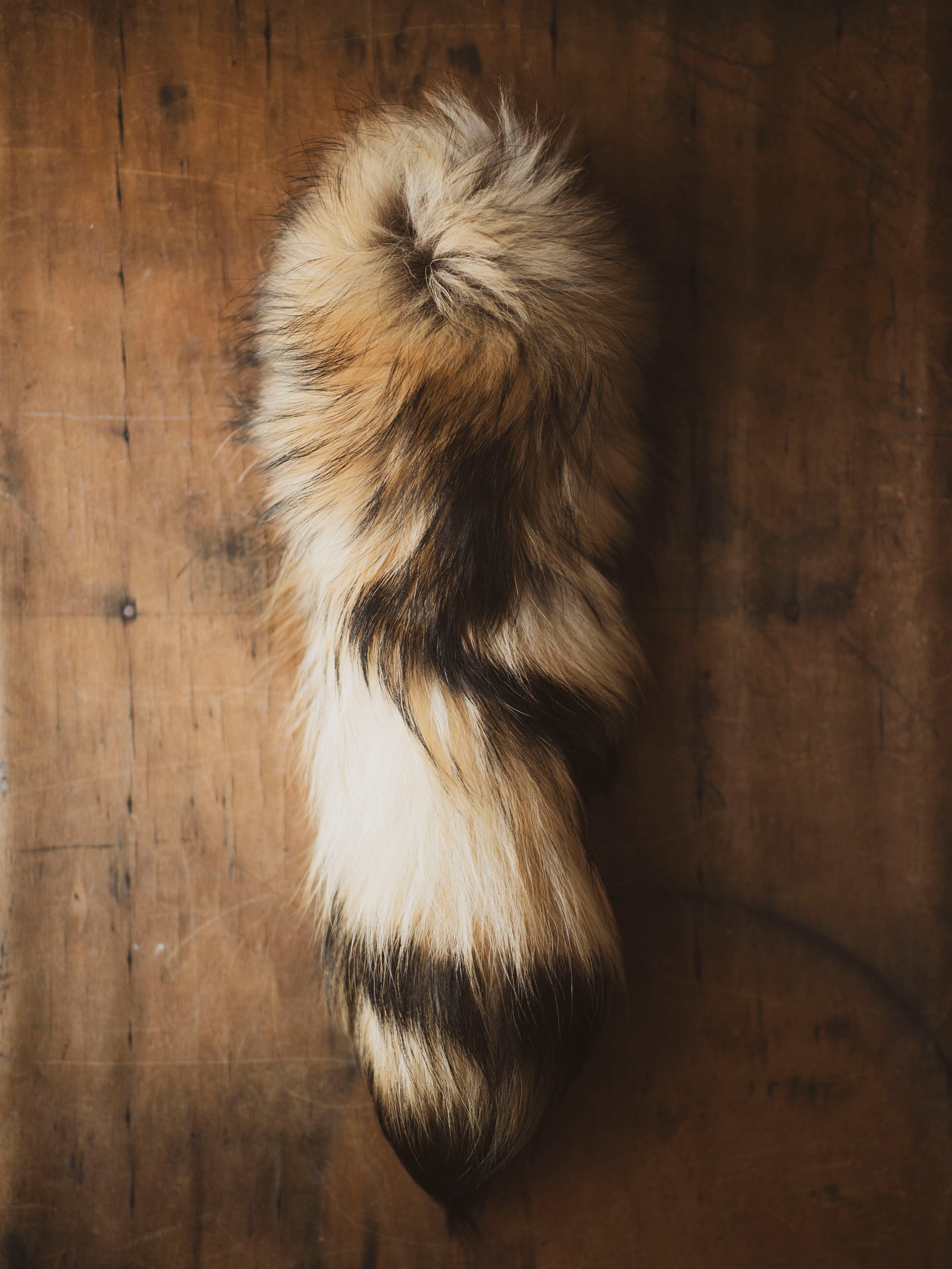 Tanuki Tail