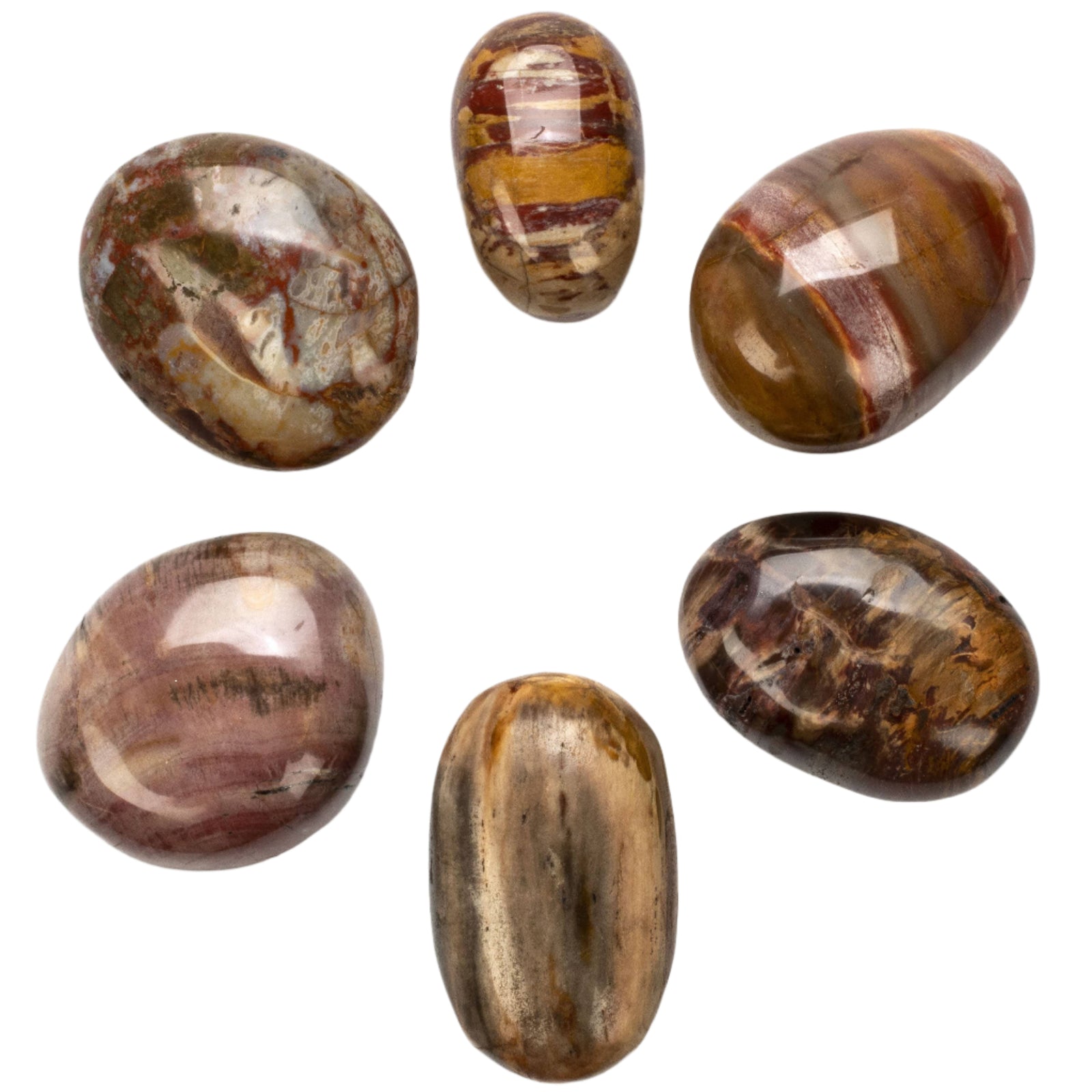 Petrified Wood Palm Stone